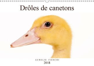 DROLES DE CANETONS CALENDRIER MURAL 2018 DIN A3 HORIZONTAL - D ADORABLES CANETONS CALENDRIE