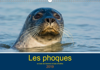 LES PHOQUES EN BAIE DE SOMME ET BAIE D'AUTHIE (CALENDRIER MURAL 2019 DIN A3 HORIZONTAL) - LES PHOQUE
