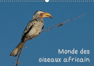 MONDE DES OISEAUX AFRICAIN (CALENDRIER MURAL 2019 DIN A3 HORIZONTAL) - DES PORTRAITS D'OISEAU FASCIN
