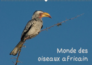 MONDE DES OISEAUX AFRICAIN (CALENDRIER MURAL 2019 DIN A2 HORIZONTAL) - DES PORTRAITS D'OISEAU FASCIN