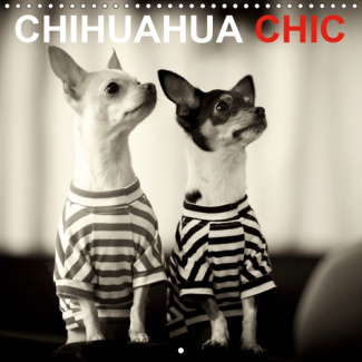 CHIHUAHUA CHIC (CALENDRIER MURAL 2019 300 * 300 MM SQUARE) - LES FRERES ET SOEURS CHIHUAHUA MAYA ET