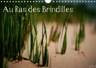 AU RAS DES BRINDILLES (CALENDRIER MURAL 2019 DIN A4 HORIZONTAL) - L'OBJECTIF AU MILIEU DES HERBES (C