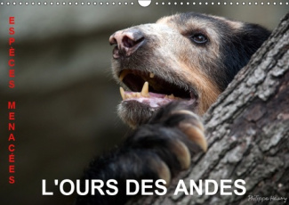 L'OURS DES ANDES. ESPECES MENACEES (CALENDRIER MURAL 2019 DIN A3 HORIZONTAL) - SUR LA PISTE DE L'OUR