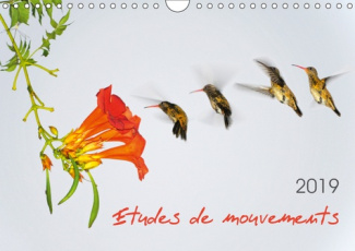 ETUDES DE MOUVEMENTS (CALENDRIER MURAL 2019 DIN A4 HORIZONTAL) - ETUDES DE MOUVEMENTS: SERIE DE DOUZ