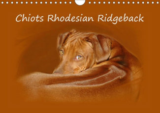 CHIOTS RHODESIAN RIDGEBACK (CALENDRIER MURAL 2019 DIN A4 HORIZONTAL) - PHOTOGRAPHIES DE CHIOTS DE RH