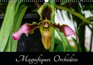 MAGNIFIQUES ORCHIDEES (CALENDRIER MURAL 2019 DIN A3 HORIZONTAL) - BELLES PHOTOGRAPHIES D'ORCHIDEES E