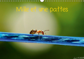 MILLE ET UNE PATTES (CALENDRIER MURAL 2019 DIN A3 HORIZONTAL) - PHOTOGRAPHIE D'INSECTES (CALENDRIER
