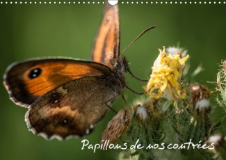 PAPILLONS DE NOS CONTREES (CALENDRIER MURAL 2019 DIN A3 HORIZONTAL) - PALETTE DE PEINTURES DE LA NAT