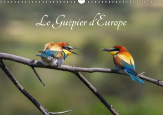 LE GUEPIER D'EUROPE - MEROPS APIASTER (CALENDRIER MURAL 2019 DIN A3 HORIZONTAL) - DECOUVREZ CHAQUE M