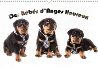 DES BEBES D'ANGES HEUREUX (CALENDRIER MURAL 2019 DIN A3 HORIZONTAL) - LE ROTTWEILER, RACE CANINE DE