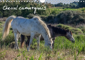 CHEVAL CAMARGUAIS (CALENDRIER MURAL 2019 DIN A4 HORIZONTAL) - LA BEAUTE DU CHEVAL SEMI-SAUVAGE (CALE