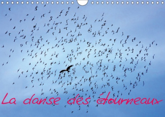 LA DANSE DES ETOURNEAUX (CALENDRIER MURAL 2019 DIN A4 HORIZONTAL) - LA MIGRATION DES ETOURNEAUX (CAL