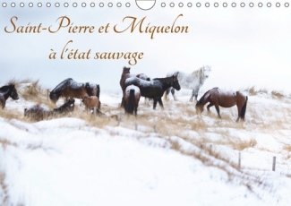 SAINT-PIERRE ET MIQUELON A L'ETAT SAUVAGE (CALENDRIER MURAL 2019 DIN A4 HORIZONTAL) - UN PETIT BOUT