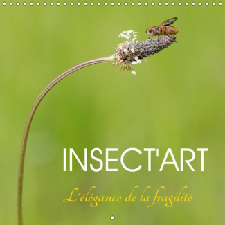 INSECT'ART (CALENDRIER MURAL 2019 300 * 300 MM SQUARE) - AVEC INSECT'ART, DECOUVREZ CHAQUE MOIS LA B