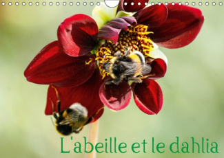 L'ABEILLE ET LE DAHLIA (CALENDRIER MURAL 2019 DIN A4 HORIZONTAL) - LE DAHLIA ET L'ABEILLE EN PARFAIT