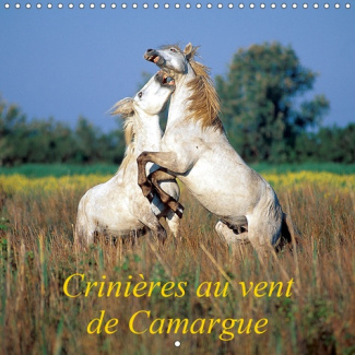 CRINIERES AU VENT DE CAMARGUE (CALENDRIER MURAL 2019 300 * 300 MM SQUARE) - CAMARGUE, TERRE DE VENTS