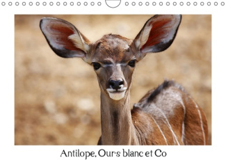 ANTILOPE, OURS BLANC ET CO (CALENDRIER MURAL 2019 DIN A4 HORIZONTAL) - ANIMAUX A L'ETAT SAUVAGE (CAL