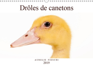 DROLES DE CANETONS (CALENDRIER MURAL 2019 DIN A3 HORIZONTAL) - D'ADORABLES CANETONS (CALENDRIER MENS