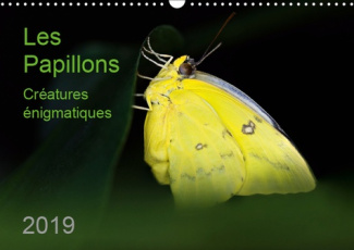 LES PAPILLONS - CREATURES ENIGMATIQUES (CALENDRIER MURAL 2019 DIN A3 HORIZONTAL) - PORTRAITS DE DOUZ