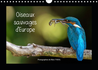 OISEAUX SAUVAGES D'EUROPE (CALENDRIER MURAL 2019 DIN A4 HORIZONTAL) - LES PLUS BELLES ET PLUS FASCIN