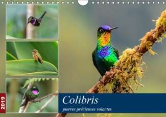 COLIBRIS - PIERRES PRECIEUSES VOLANTES (CALENDRIER MURAL 2019 DIN A4 HORIZONTAL) - LES COLIBRIS DU C