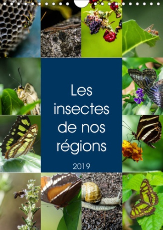 LES INSECTES DE NOS REGIONS (CALENDRIER MURAL 2019 DIN A4 VERTICAL) - AIMEZ-VOUS LES INSECTES ? CECI