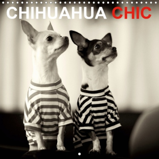 CHIHUAHUA CHIC (Calendrier mural 2020 300 × 300 mm Square). Les frères et sœurs CHIHUAHUA Maya et Br