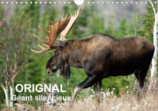 ORIGNAL. Géant Silencieux (Calendrier mural 2020 DIN A4 horizontal). L'orignal du Canada au fil des