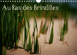 Au Ras des Brindilles (Calendrier mural 2020 DIN A4 horizontal). L'objectif au milieu des herbes (Ca