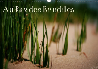 Au Ras des Brindilles (Calendrier mural 2020 DIN A3 horizontal). L'objectif au milieu des herbes (Ca