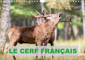 Le Cerf Français (Calendrier mural 2020 DIN A4 horizontal). Photos de cerfs en France (Calendrier me