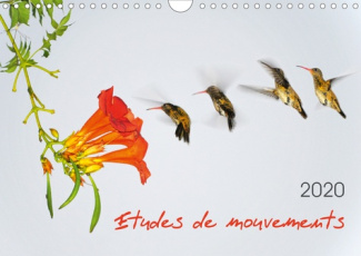 Etudes de mouvements (Calendrier mural 2020 DIN A4 horizontal). Etudes de mouvements: série de douze