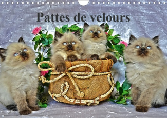PATTES DE VELOURS (CALENDRIER MURAL 2020 DIN A4 HORIZONTAL) - SEANCE PHOTOS DE CHATONS (CALENDRIER M