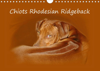 CHIOTS RHODESIAN RIDGEBACK (CALENDRIER MURAL 2020 DIN A4 HORIZONTAL) - PHOTOGRAPHIES DE CHIOTS DE RH