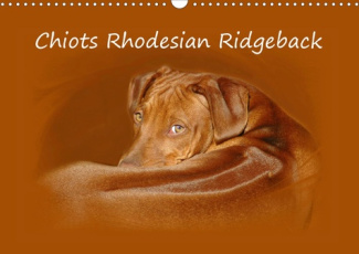 CHIOTS RHODESIAN RIDGEBACK (CALENDRIER MURAL 2020 DIN A3 HORIZONTAL) - PHOTOGRAPHIES DE CHIOTS DE RH