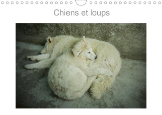 Chiens et loups (Calendrier mural 2020 DIN A4 horizontal). Photographies de chiens et loups de Franc