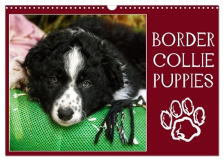 Border collie puppies (Calendrier mural 2025 DIN A3 vertical), CALVENDO calendrier mensuel. Photos a