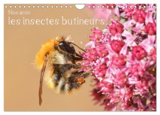 Nos amis, les insectes butineurs (Calendrier mural 2025 DIN A4 vertical), CALVENDO calendrier mensue