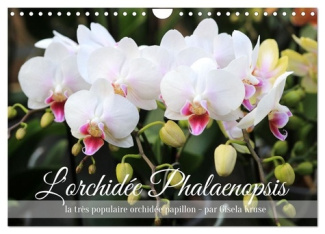 L'orchidée Phalaenopsis (Calendrier mural 2025 DIN A4 vertical), CALVENDO calendrier mensuel. Le Pha