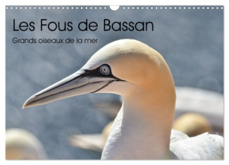 Fous de Bassan - Grands oiseaux marins (Calendrier mural 2025 DIN A3 vertical), CALVENDO calendrier
