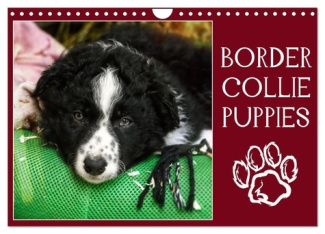 Border collie puppies (Calendrier mural 2025 DIN A4 vertical), CALVENDO calendrier mensuel. Photos a