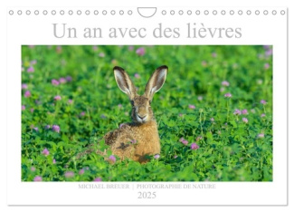 Un an avec des lièvres (Calendrier mural 2025 DIN A4 vertical), CALVENDO calendrier mensuel. Portrai
