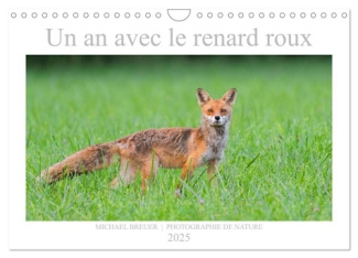Un an avec le renard roux (Calendrier mural 2025 DIN A4 vertical), CALVENDO calendrier mensuel. Anim