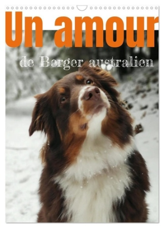 Un amour de berger australien (Calendrier mural 2025 DIN A3 horizontal), CALVENDO calendrier mensuel