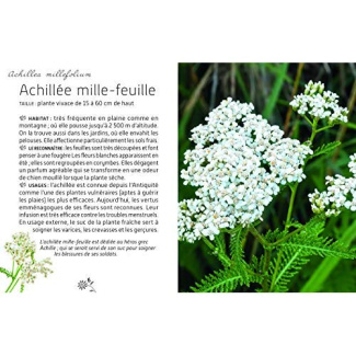 Incroyables plantes sauvages. Trèfle, coquelicot, benoîte... Le guide pour les identifier et découvr