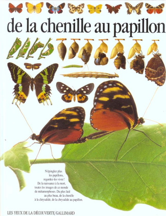 De la chenille au papillon