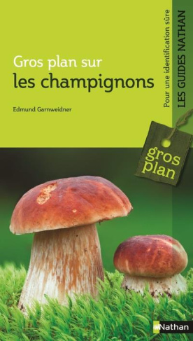 Gros plan sur les champignons
