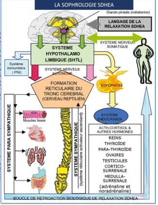 Sophrologie SDHEA. Psychosomatique, respiration sophronique, relaxation SDHEA