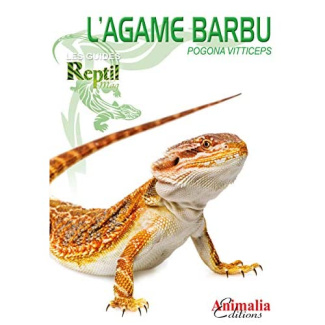 L'agame barbu - Pogona vitticeps