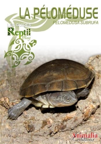 La péloméduse roussatre. Pelomedusa Subrufa et espèces proches